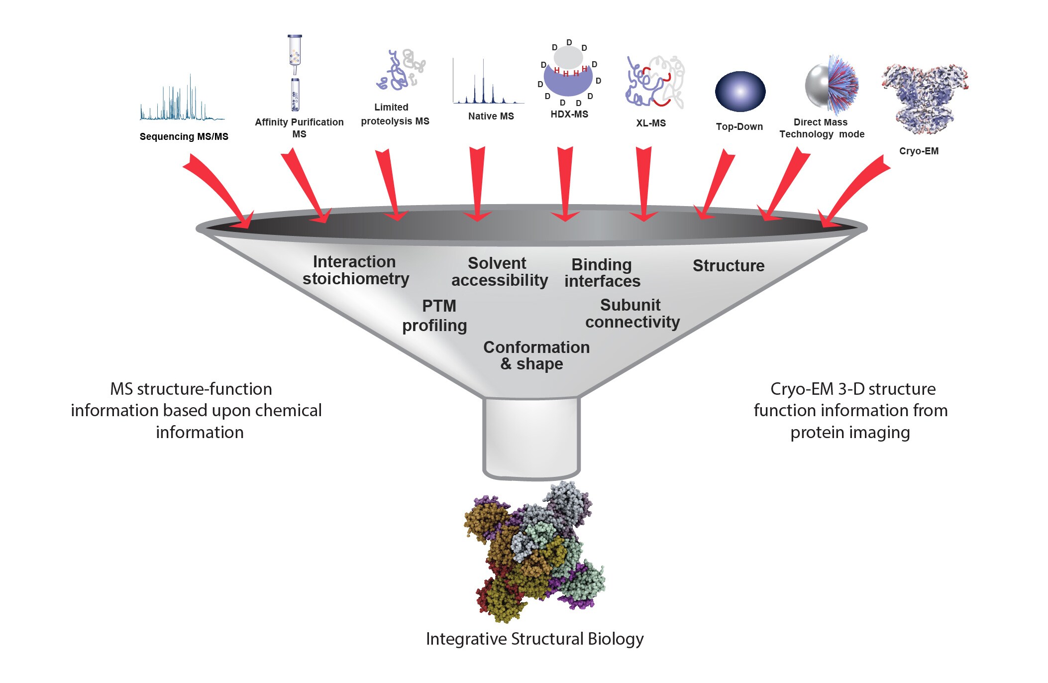 Integrative Structural Biology Thermo Fisher Scientific CN