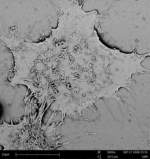 sem-cell-biology-research-500-1 sem-cell-biology-research-500-1