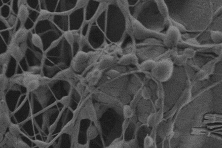 From-SEM-sample-to-scanning-electron-microscope_450x300 From-SEM-sample-to-scanning-electron-microscope_450x300