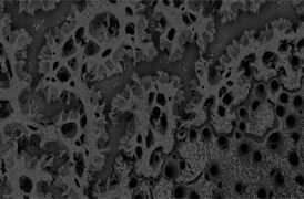 quality-control-scanning-electron-microscopes-274x180 quality-control-scanning-electron-microscopes-274x180