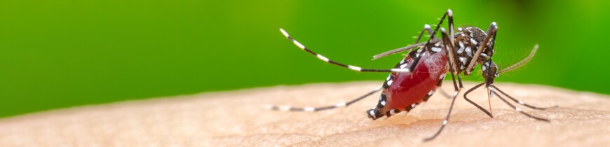 Viral Pathogenesis Banner image of an insect biting a human
