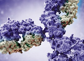 Antibody validation Antibody validation