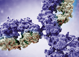 Antibody validation Antibody validation