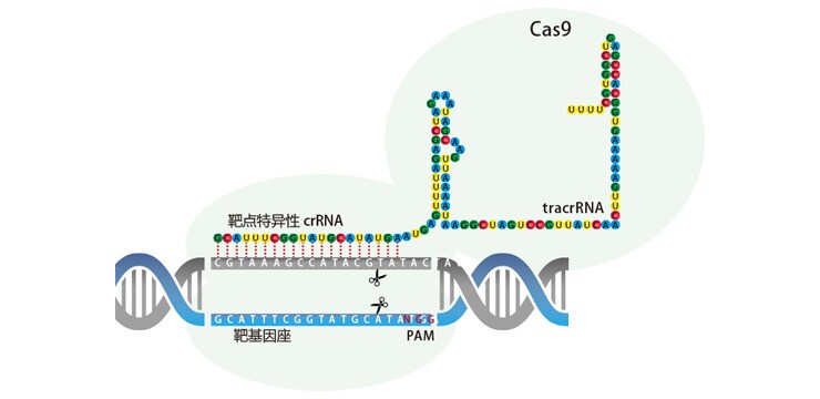 GeneArt CRISPR 核酸酶载体试剂盒