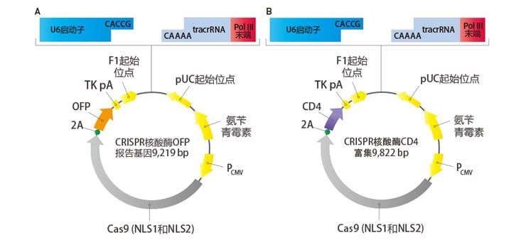 GeneArt CRISPR 核酸酶载体试剂盒