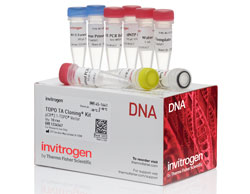 TOPO TA Cloning Kit for Subcloning, without competent cells TOPO cloning kit with PCR buffer, dNTPs, control template and TOPO vector