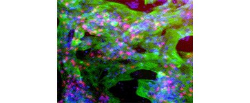 参加干细胞研究产品促销活动,搜集“细胞的生活”迷你人偶系列!