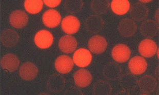 Flow-Cytometry-Beads Flow-Cytometry-Beads