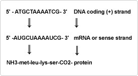 DNA transcription to mRNA and mRNA translation to protein schematic of an example of a DNA strand being transcribed into mRNA, which would then be translated to protein