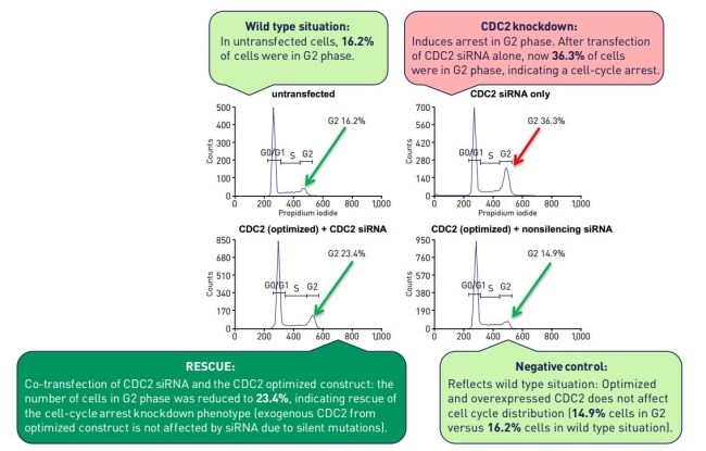 Rescue of siRNA-mediated knockdown of an endogenous gene with an optimized gene variant Rescue of siRNA-mediated knockdown of an endogenous gene with an optimized gene variant