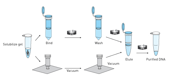 PureLink Gel Extraction Kit PureLink Gel Extraction Kit