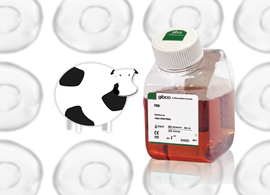 Gibco Fetal Bovine Serum (FBS) Artistic rendering of a cow next to a bottle of Gibco Fetal Bovine Serum (FBS) with outlines of cells in the background