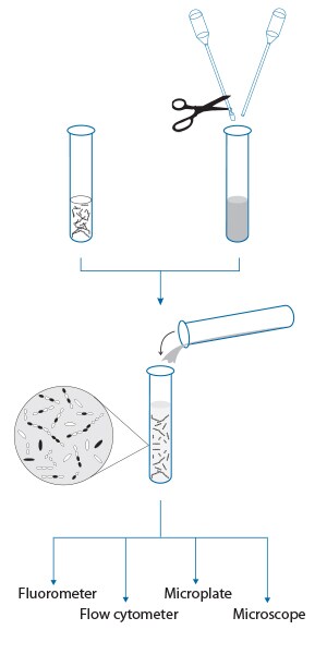 viability-cytotoxicity-assay-kits.par.14845.image.275.470.1.s001061-baclight-bacterial-viability-kit-gif viability-cytotoxicity-assay-kits.par.14845.image.275.470.1.s001061-baclight-bacterial-viability-kit-gif