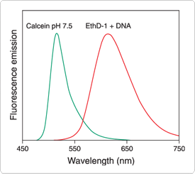 viability-cytotoxicity-assay-reagents.par.34690.image.275.245.1.s000251-dna-bound-ethidium-homodimer-gif viability-cytotoxicity-assay-reagents.par.34690.image.275.245.1.s000251-dna-bound-ethidium-homodimer-gif