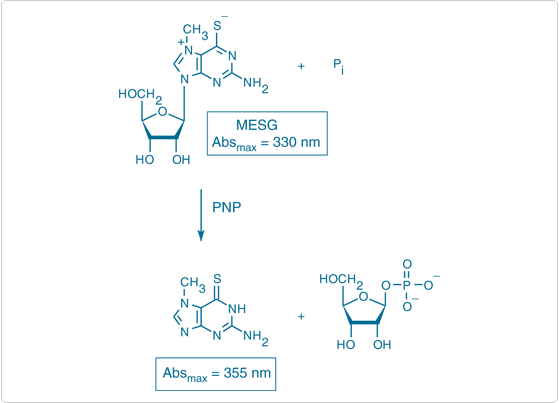 detecting-enzymes.par.84760.image.559.403.1.s001152-enzymatic-conversion-amino-mercapto-gif detecting-enzymes.par.84760.image.559.403.1.s001152-enzymatic-conversion-amino-mercapto-gif