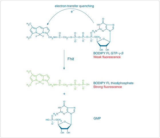 detecting-enzymes.par.16134.image.559.485.1.s001786-fluorescence-based-detection-gif detecting-enzymes.par.16134.image.559.485.1.s001786-fluorescence-based-detection-gif