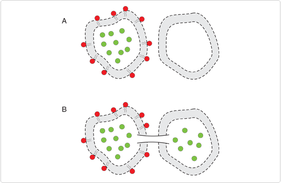 polar-tracers.par.75070.image.559.364.1.s001345-gap-junctional-gif polar-tracers.par.75070.image.559.364.1.s001345-gap-junctional-gif