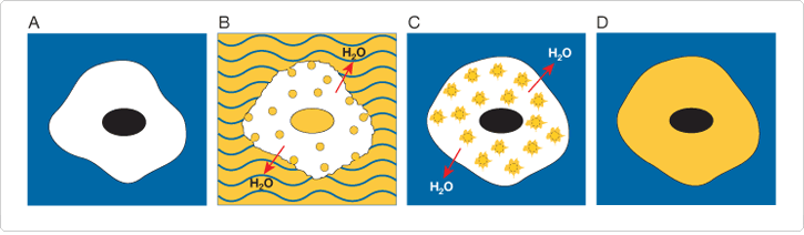 polar-tracers.par.5101.image.725.212.1.s000705-influx-reagent-pinocytic-gif polar-tracers.par.5101.image.725.212.1.s000705-influx-reagent-pinocytic-gif