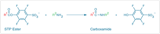 Reaction of a primary amine with an STP ester Reaction of a primary amine with an STP ester