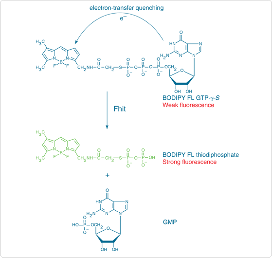 Principle of fluorescence-based detection of the diadenosine triphosphate hydrolase activity of Fhit using BODIPY FL GTP-γ-S thioester Principle of fluorescence-based detection of the diadenosine triphosphate hydrolase activity of Fhit using BODIPY FL GTP-γ-S thioester