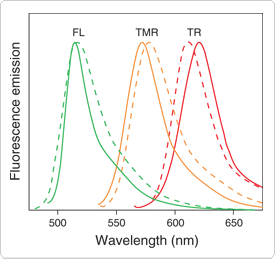 bodipy.par.43676.image.275.259.1.s000111-antibody-conjugates-fluorescein-gif bodipy.par.43676.image.275.259.1.s000111-antibody-conjugates-fluorescein-gif
