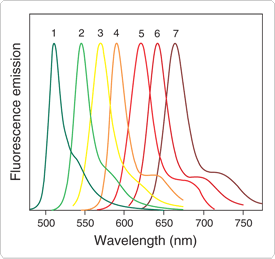 Normalized fluorescence emission spectra Normalized fluorescence emission spectra