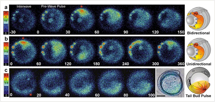 aequorin.par.44432.image.700.334.1.s001751-zebrafish-embryos-gif aequorin.par.44432.image.700.334.1.s001751-zebrafish-embryos-gif