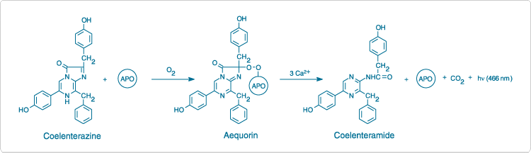 aequorin.par.1554.image.750.216.1.s000290-apoaequorin-coelenterazine-gif aequorin.par.1554.image.750.216.1.s000290-apoaequorin-coelenterazine-gif