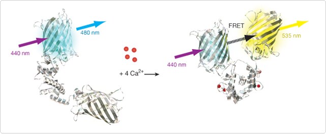 probes-ion-channels-carriers.par.51801.image.641.264.1.s003436-premo-cameleon-gif probes-ion-channels-carriers.par.51801.image.641.264.1.s003436-premo-cameleon-gif