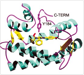 aequorin.par.69952.image.275.246.1.s001249-aequorin-coelenterazine-gif aequorin.par.69952.image.275.246.1.s001249-aequorin-coelenterazine-gif