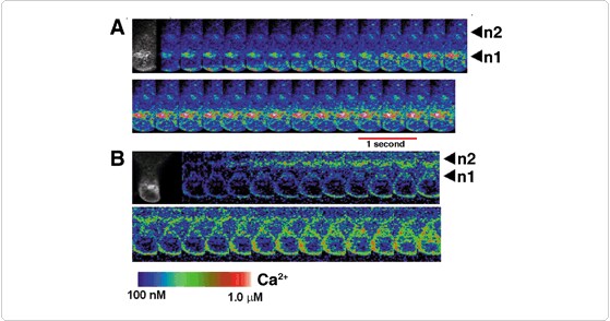 calcium-indicator-conjugates.par.58099.image.559.294.1.s001630-rhizoid-cells-gif calcium-indicator-conjugates.par.58099.image.559.294.1.s001630-rhizoid-cells-gif