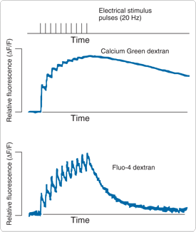 calcium-indicator-conjugates.par.29403.image.275.326.1.s001233-calcium-fiber-pre-synaptic-gif calcium-indicator-conjugates.par.29403.image.275.326.1.s001233-calcium-fiber-pre-synaptic-gif