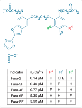 calcium-uv-light.par.59084.image.275.363.1.s001106-indicators-calcium-affinitiis-gif calcium-uv-light.par.59084.image.275.363.1.s001106-indicators-calcium-affinitiis-gif