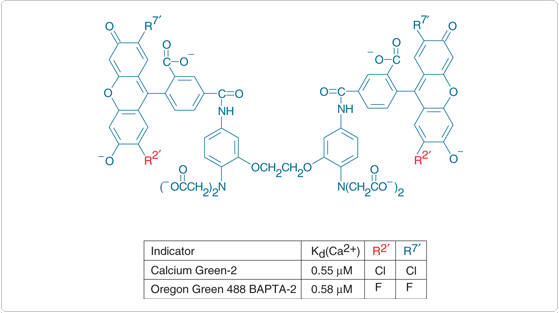 calcium-visible-light.par.15509.image.559.313.1.s001801-calcium-indicators-gif calcium-visible-light.par.15509.image.559.313.1.s001801-calcium-indicators-gif