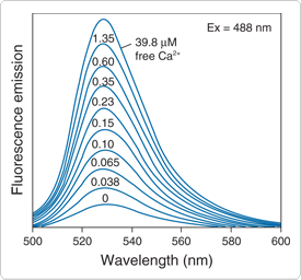 calcium-visible-light.par.19084.image.275.256.1.s000303-fluorescence-calcium-gif calcium-visible-light.par.19084.image.275.256.1.s000303-fluorescence-calcium-gif