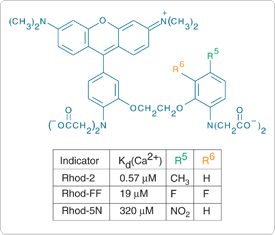 calcium-visible-light.par.5615.image.275.235.1.s001800-rhod-indicators-calcium-gif calcium-visible-light.par.5615.image.275.235.1.s001800-rhod-indicators-calcium-gif