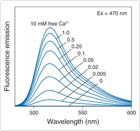 calcium-visible-light.par.67400.image.275.257.1.s001429-calcium-fluo-5n calcium-visible-light.par.67400.image.275.257.1.s001429-calcium-fluo-5n