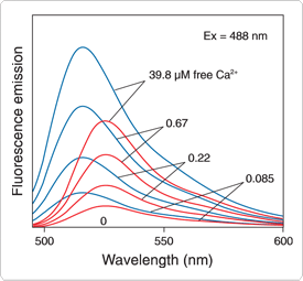 calcium-visible-light.par.40605.image.275.255.1.s000706-flurescence-emission-fluo-4-gif calcium-visible-light.par.40605.image.275.255.1.s000706-flurescence-emission-fluo-4-gif
