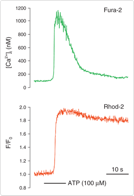 calcium-visible-light.par.28500.image.275.400.1.s001109-intracellular-mitochondrial-calcium-gif calcium-visible-light.par.28500.image.275.400.1.s001109-intracellular-mitochondrial-calcium-gif