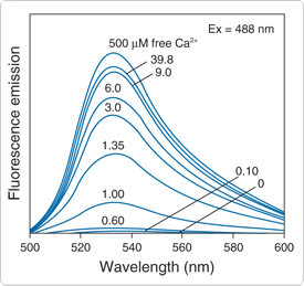 calcium-visible-light.par.15531.image.275.259.1.s001426-calcium-green-2-indicator-gif calcium-visible-light.par.15531.image.275.259.1.s001426-calcium-green-2-indicator-gif