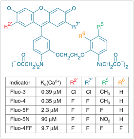 calcium-visible-light.par.23286.image.275.286.1.s001108-fluo-indicators-gif calcium-visible-light.par.23286.image.275.286.1.s001108-fluo-indicators-gif