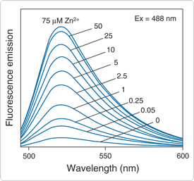 Zn 2+ 对 FluoZin-2 荧光发射光谱的依赖性 Zn 2+ 对 FluoZin-2 荧光发射光谱的依赖性