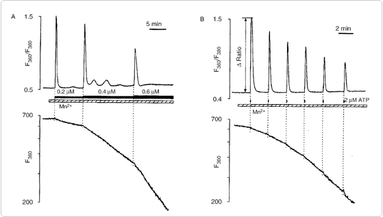 Mn 2+ 对 Fura-2 荧光的淬灭反应 Mn 2+ 对 Fura-2 荧光的淬灭反应