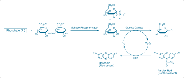 detecting-chloride.par.11946.image.700.296.1.s001175-piper-phosphate-assay-kit-gif detecting-chloride.par.11946.image.700.296.1.s001175-piper-phosphate-assay-kit-gif