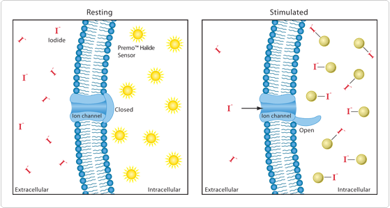 detecting-chloride.par.53200.image.559.299.1.s006058-principle-premo-halide-sensor-gif detecting-chloride.par.53200.image.559.299.1.s006058-principle-premo-halide-sensor-gif