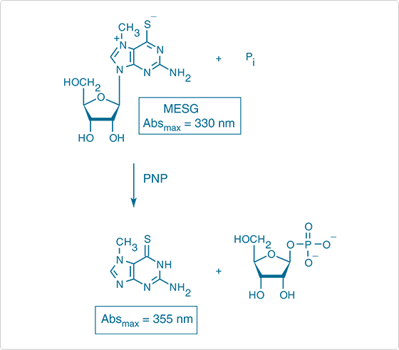 detecting-chloride.par.75083.image.560.491.1.s001152-enzymatic-conversion-amino-mercapto-gif detecting-chloride.par.75083.image.560.491.1.s001152-enzymatic-conversion-amino-mercapto-gif