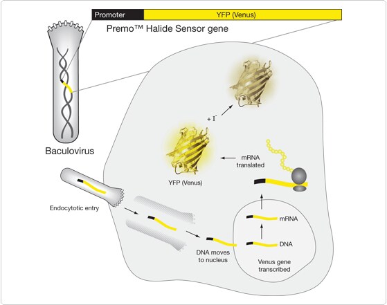detecting-chloride.par.69546.image.559.441.1.s006057-premo-gif detecting-chloride.par.69546.image.559.441.1.s006057-premo-gif