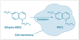 detecting-chloride.par.80576.image.275.139.1.s001543-fluorescent-chloride-indicator-gif detecting-chloride.par.80576.image.275.139.1.s001543-fluorescent-chloride-indicator-gif