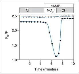 detecting-chloride.par.26637.image.275.256.1.s001558-cystic-fibrosis-gif detecting-chloride.par.26637.image.275.256.1.s001558-cystic-fibrosis-gif