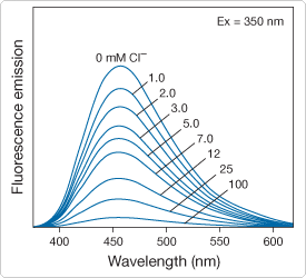 detecting-chloride.par.42479.image.275.250.1.s000329-fluorescence-mqae-gif detecting-chloride.par.42479.image.275.250.1.s000329-fluorescence-mqae-gif